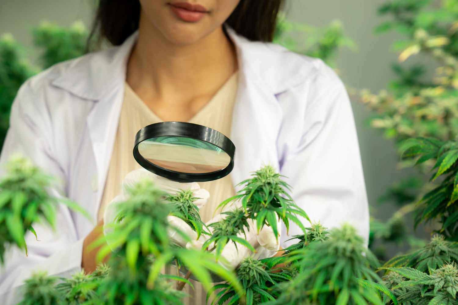 H4CBD Effects: Understanding its Benefits on the Body